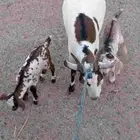 عنز طيبه حدرها تيسين سن ثنيه شرط سن وديد وصحه وروم وسلم