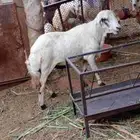 كبش فحل مشروط
