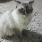 حيوانات