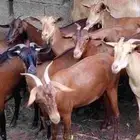 غنم دهم فاخر قرايب ودفيع فيه المناتيج 4 العدد 25