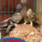 حمام عراقي مسك بطه