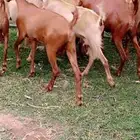 غنم دهم فاخر