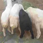 أربعه فران تربيه