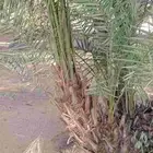 جميع انواع النخيل