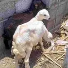اثنين فران ورخل
