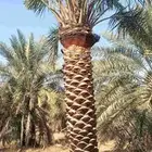 بيع نخل 3 متر تكريب حلال