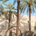 بيع نخل 6 متر 7 متر