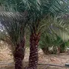 يوجد نخل للبيع هشيشي وخلاص المقاس من 2مترين الاء4متر