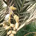 حيش محدوله مثمر طيب