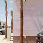 تكريب وتنظيف وشذاب نخل العربي ول واشنطونيا