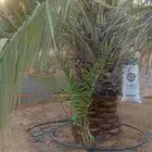 يوجد نقايل سكري خلاص هلالي صقعي للبيع