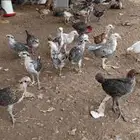 البيع فروخ دجاج فيومي وبلدي العمر شهر