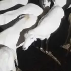 ضان رفيدي مرح واحد سن ثني ربع سديس جروم طيبه دفيع على شرط