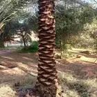 موجود اشجار زيتون وكتف ن نخيل تشليع ضبان