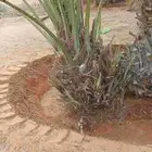 فروخ كبيره اخلاص اشقر رقم واحد مجانا