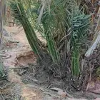 مطلوب 450فرخ خضري