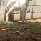 كبش