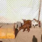 عشره من العرس عنقان وتيوس