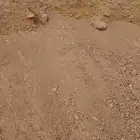 دفان عماير رمل سدير وحولها