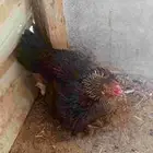 دجاج شامومع معاه صيصان