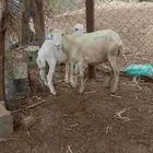 نعجه منتوج