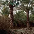 تكريب وتنظيف وشذاب نخل العربي