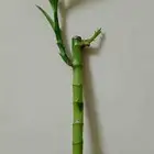 عرض خاص لنبات البامبو الطبيعي