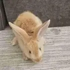 ارنب من النوعيه الحلوه