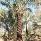 بيع نخل طول 3. متر 3.5  رب جاھز