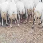 ضان رفيدي بلدي جرم سن طيب دفيع على شرط العدد 35