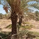 بيع نخل 1.5 ..2مترين نخل طيب خال من اي معرض