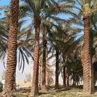 بيع نخل عربي 6 متر نخل زينة