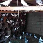 حمام متنوع بالاشكاله بالحبه والزوج