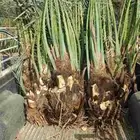 نقوم بقلع وغرس جميع انواع النخيل