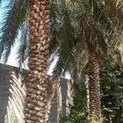 بيع نخل عربي سكري 5 متر 6 متر