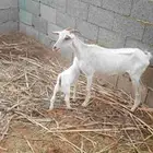 عنز منتوج