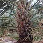 نخل للبيع النوع 6 هلالي و5 برحي وسكري ورشودي ونانه