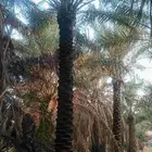 نخل بيع طول 4 متر 5متر عدد 21 حبه