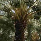 يوجدلديناعمال تكريب نخل في نجران