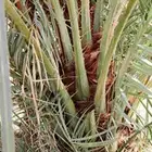 نخل للبيع فراخة صقعي وخضري احجام كبيره