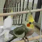 كروان زوج وبادجي زوج