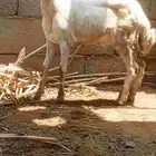 كبش