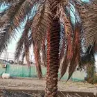 بيع نخل 5 متر 6 متر عدد 32 حبه