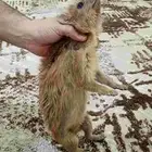 وبره
