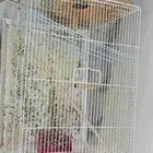 شبك طيور زينه واحد جديد و ثاني كبير مستعمل وعشين جدد