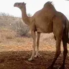ناقه ارك