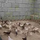 صيصان بلدي