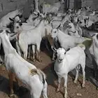 تيوس ماشاء الله سمان فل يمنيه تربيه على مستواء