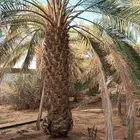 بيع نخل 3متر