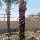 بيع نخل سكري اخلاس طول 3.5 متر تكريب حلال